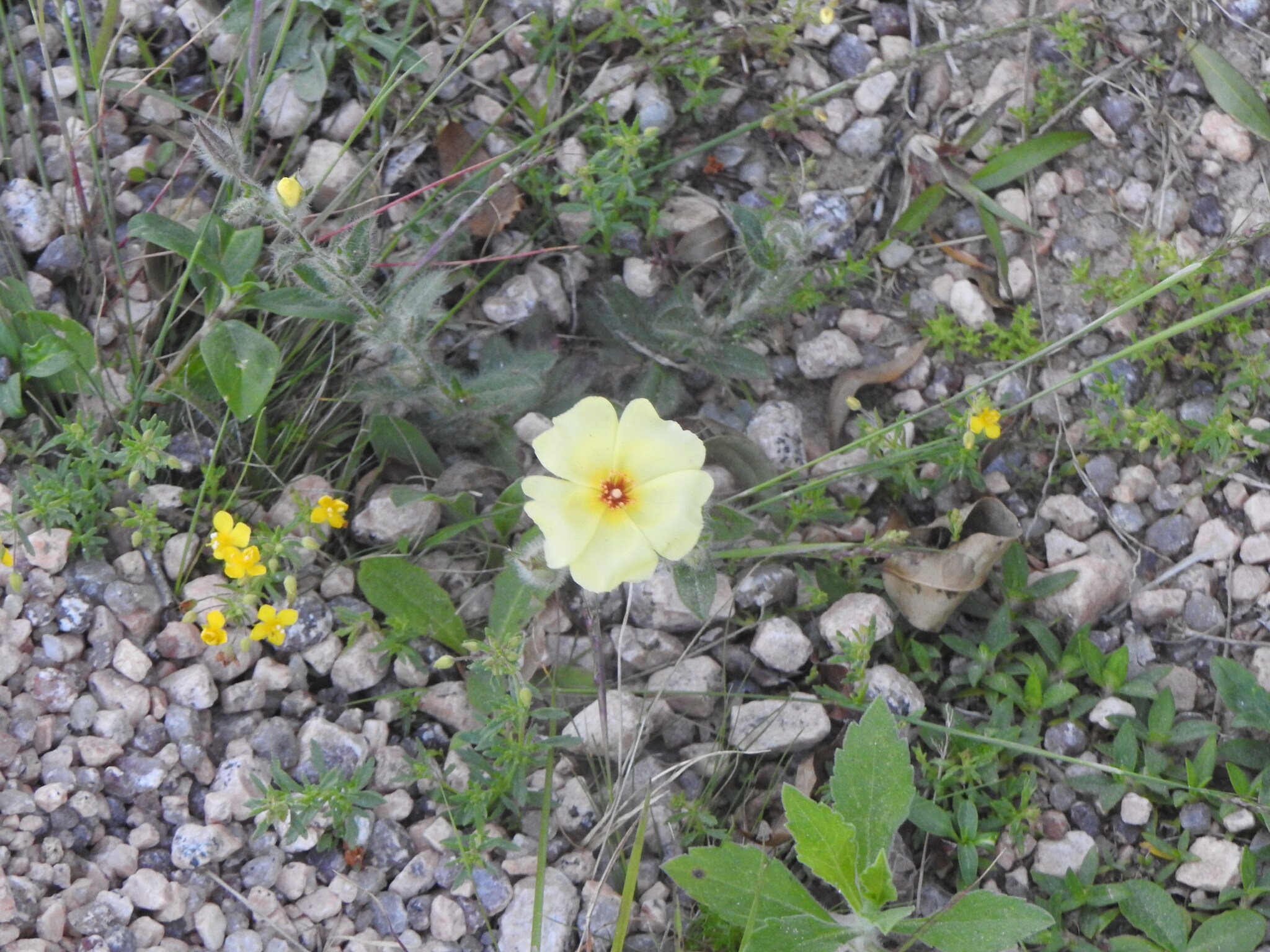 Crocanthemum brasiliense