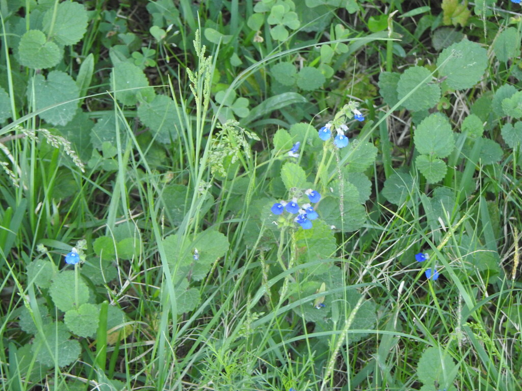 Salvia procurrens; photograph (c) Leonel Roget, some rights reserved (CC BY)