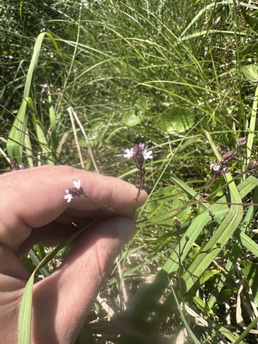 Uruguayan Vervain (Verbena montevidensis)