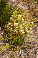 Aciphylla traversii