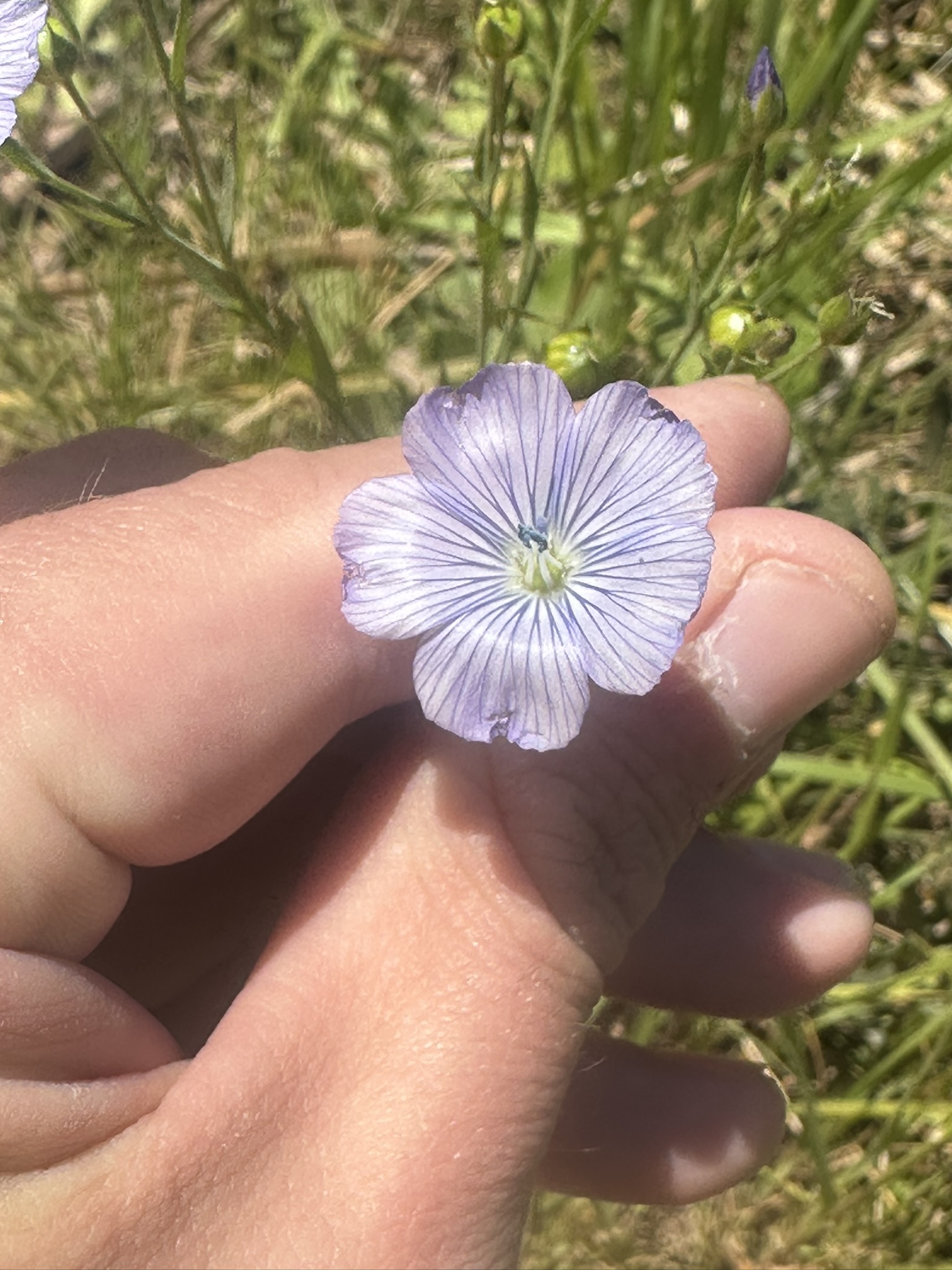 Common Flax (Linum usitatissimum)
