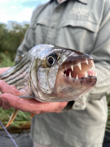 Striped Tigerfish