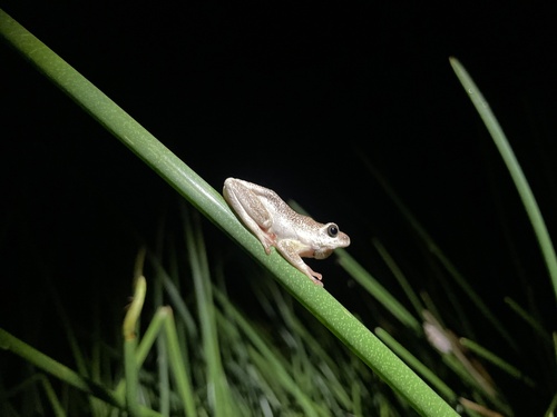 Angolan Reed Frog