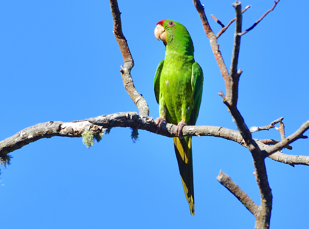 Perico Chocolero, Psittacara wagleri
