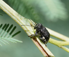 Aporocera scabrosa