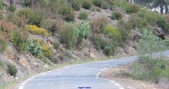 Genista tridentata