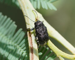 Aporocera scabrosa