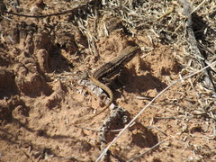 Sceloporus graciosus graciosus