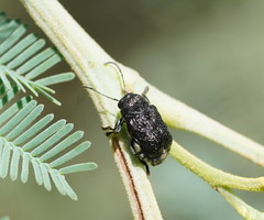 Aporocera scabrosa