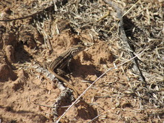 Sceloporus graciosus graciosus
