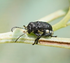 Aporocera scabrosa