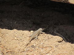 Sceloporus graciosus graciosus