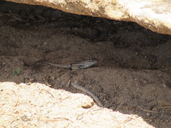 Sceloporus graciosus graciosus