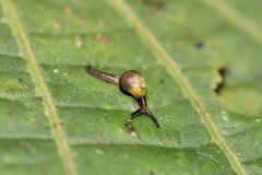 Ovachlamys fulgens