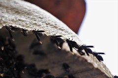 Parachartergus apicalis