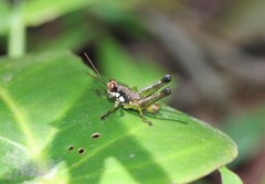 Rhachicreagra nothra