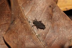 Batrachideini