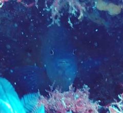 Plectroglyphidodon obreptus