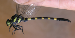 Macrogomphus kerri