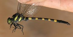 Macrogomphus kerri