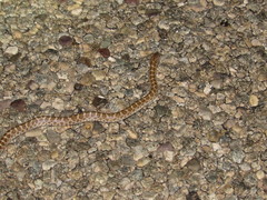 Arizona elegans philipi