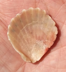 Aequipecten tehuelchus