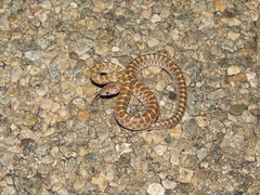 Arizona elegans philipi
