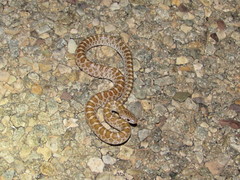 Arizona elegans philipi