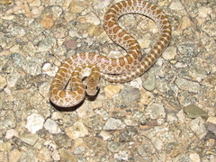 Arizona elegans philipi
