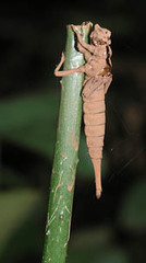 Macrogomphus kerri