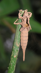 Macrogomphus kerri