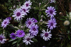 Macrolearia semidentata