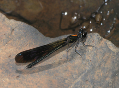 Aristocypha fulgipennis