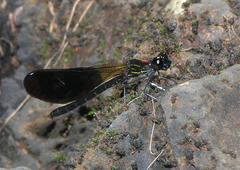 Aristocypha fulgipennis