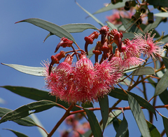 Eucalyptus torquata