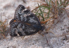 Synemon parthenoides parthenoides