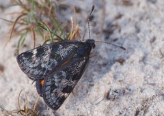 Synemon parthenoides parthenoides