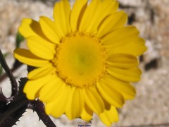 Coleostephus myconis