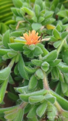 Delosperma rogersii