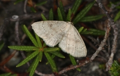 Cyclophora albipunctata
