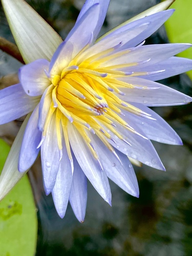 Day Waterlily
