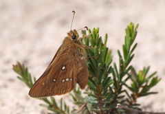 Hesperilla trimaculata