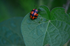 Botanochara octoplagiata