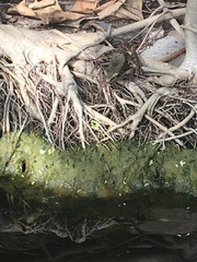 Rhacophorus annamensis