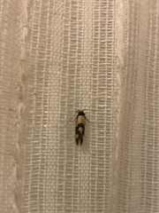 Opogona comptella