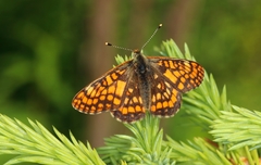 Euphydryas intermedia
