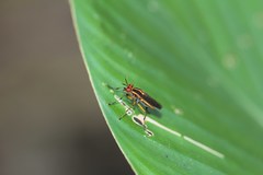 Thecomyia