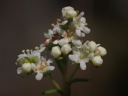 Brunia cordata (Brunia cordata)