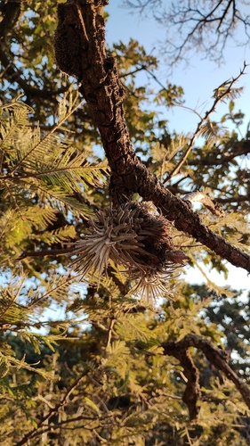 Tillandsia atroviridipetala, photograph 1