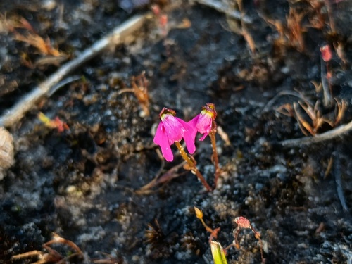 Foot Triggerplant (Stylidium ecorne)